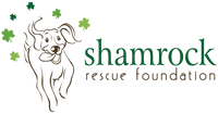 shamrock rescue foundation
